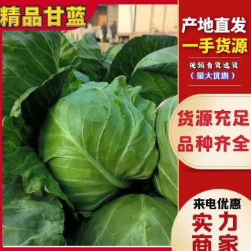 圆包菜精品甘蓝大量上市品种齐全保质保量对接市场等