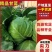 圆包菜精品甘蓝大量上市品种齐全保质保量对接市场等