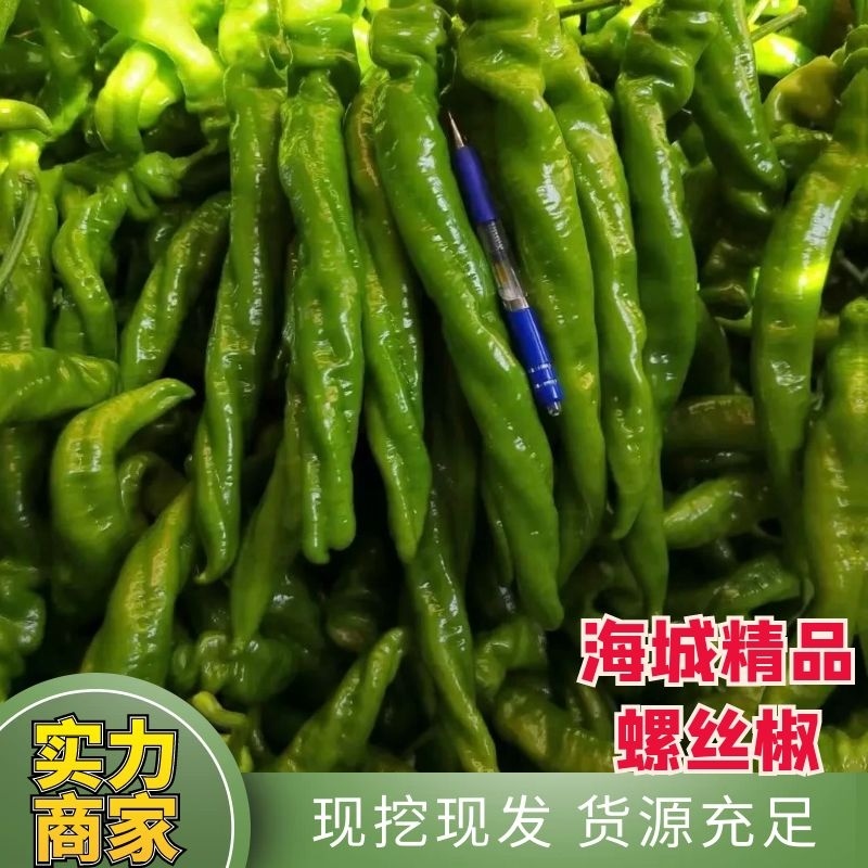 【好货】辽宁精品螺丝椒产地现摘现发品质保证量大从优