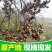 陕西安康新鲜拐枣，万寿果泡酒专用大量上市货源充足