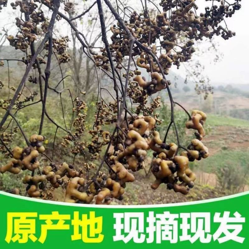 陕西安康新鲜拐枣，万寿果泡酒专用大量上市货源充足