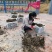 陕西安康新鲜拐枣，万寿果泡酒专用大量上市货源充足