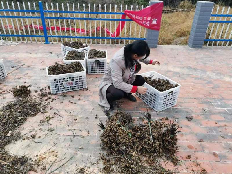 陕西安康新鲜拐枣，万寿果泡酒专用大量上市货源充足