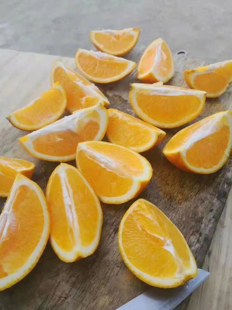 四川甜橙锦橙100号正在热卖中，