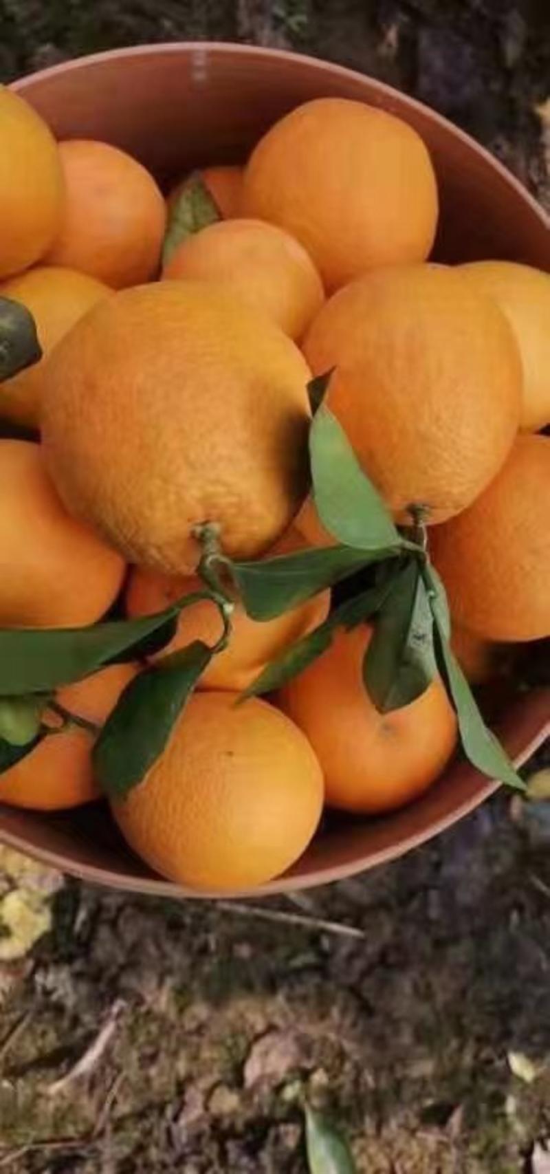 四川甜橙锦橙100号正在热卖中，