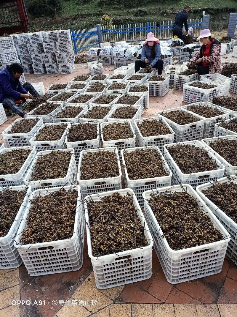 陕西安康新鲜拐枣，万寿果泡酒专用大量上市货源充足