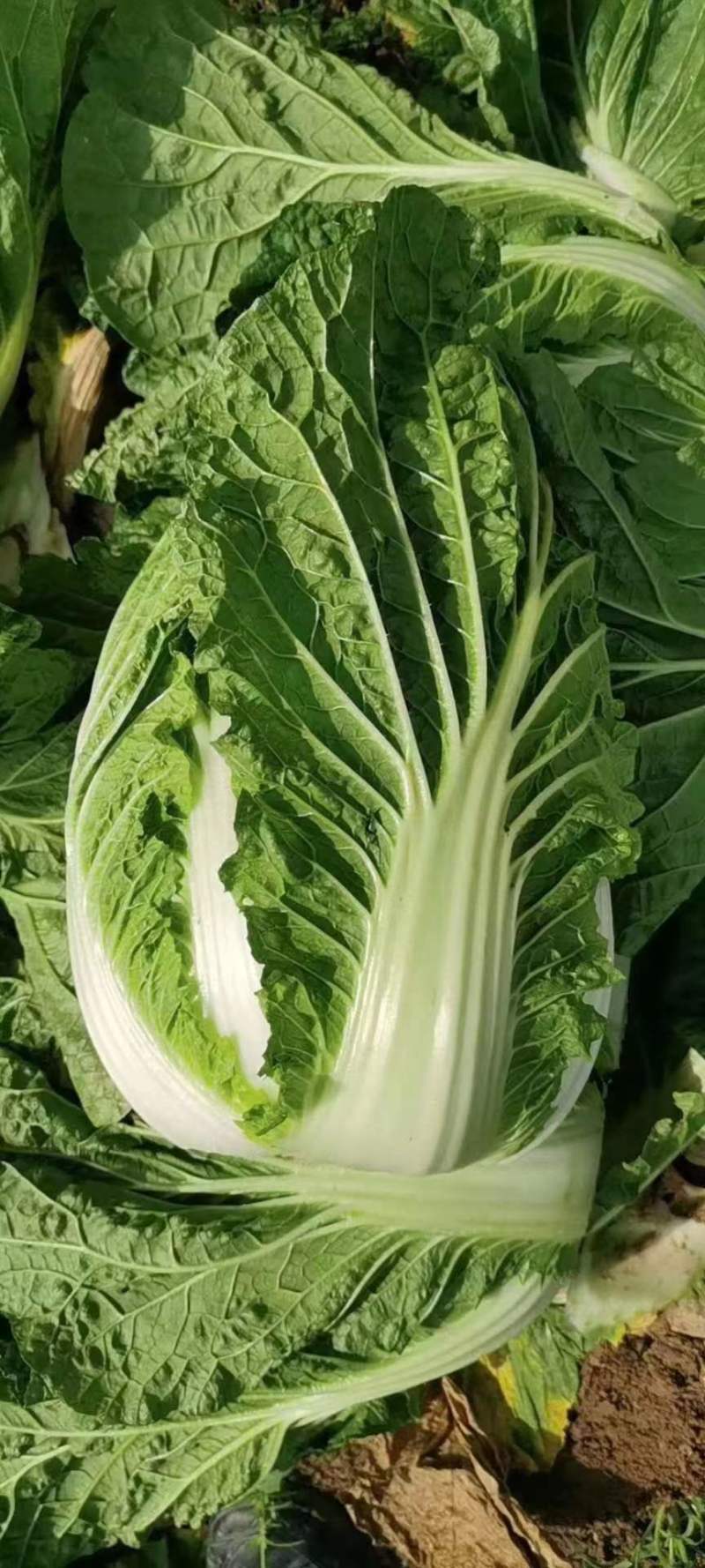 黄心大白菜大量上市产地直发一手货源对接各大电商批发