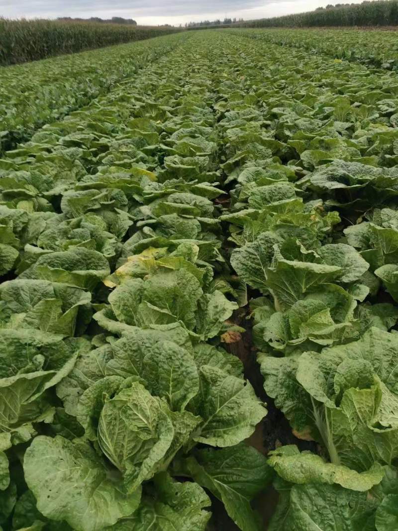 黄心大白菜大量上市产地直发一手货源对接各大电商批发