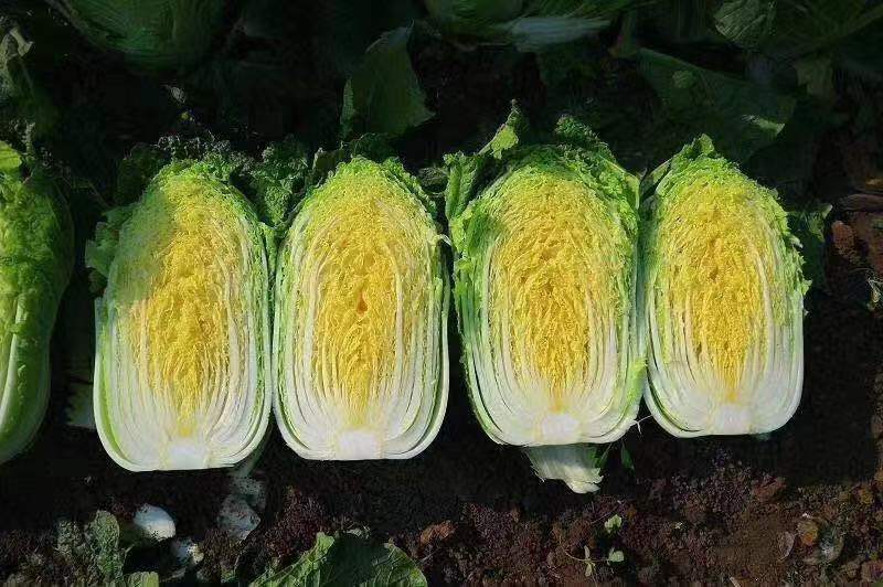 黄心白菜与普通大白菜对比图