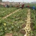 精选芥菜疙瘩芥菜头产地直发一手货源大量供应商超市场