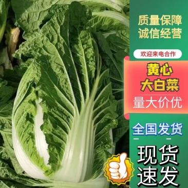 黄心大白菜大量上市产地直发一手货源对接各大电商批发
