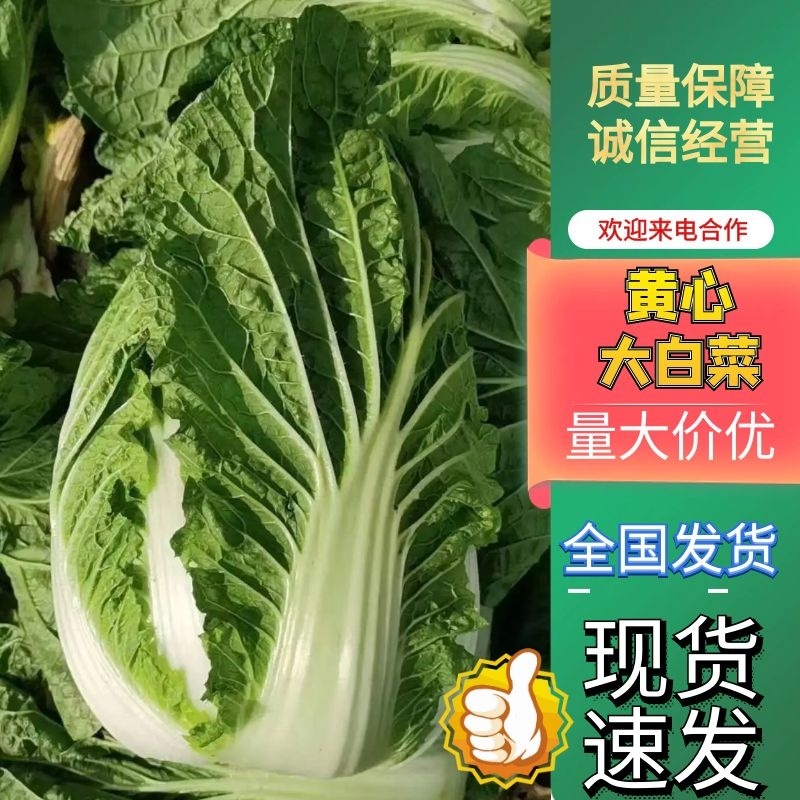 黄心大白菜大量上市产地直发一手货源对接各大电商批发