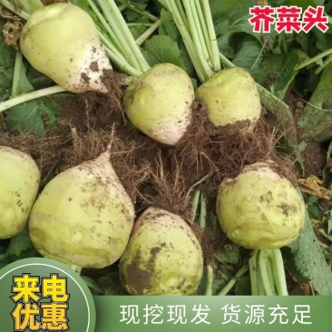 优选芥菜头大量上市现货现发供应全国市场商超批发商