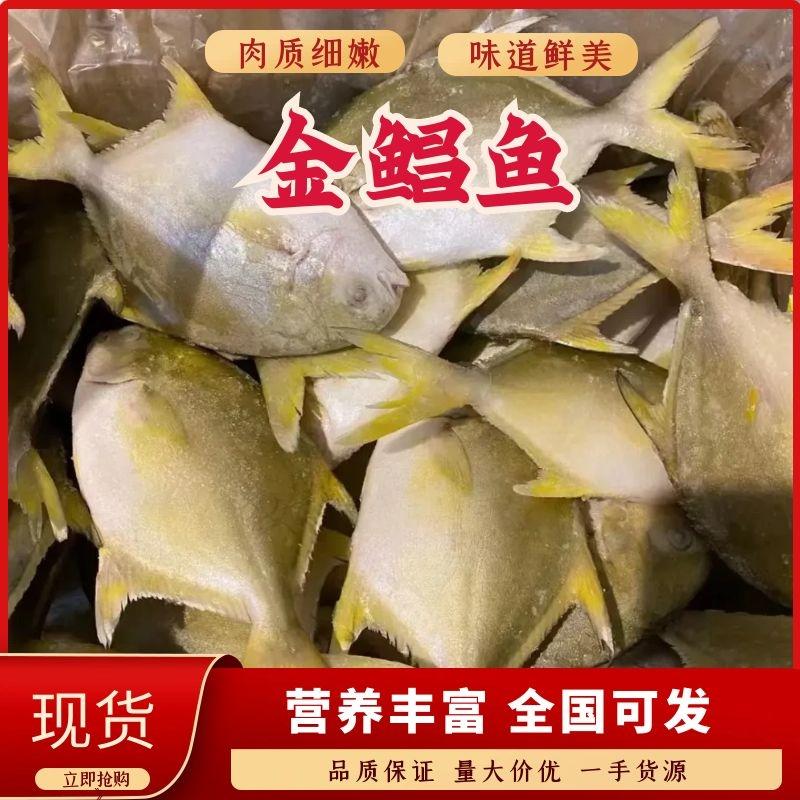 广东金鲳鱼品质保证诚信经营欢迎联系接商超市场电商