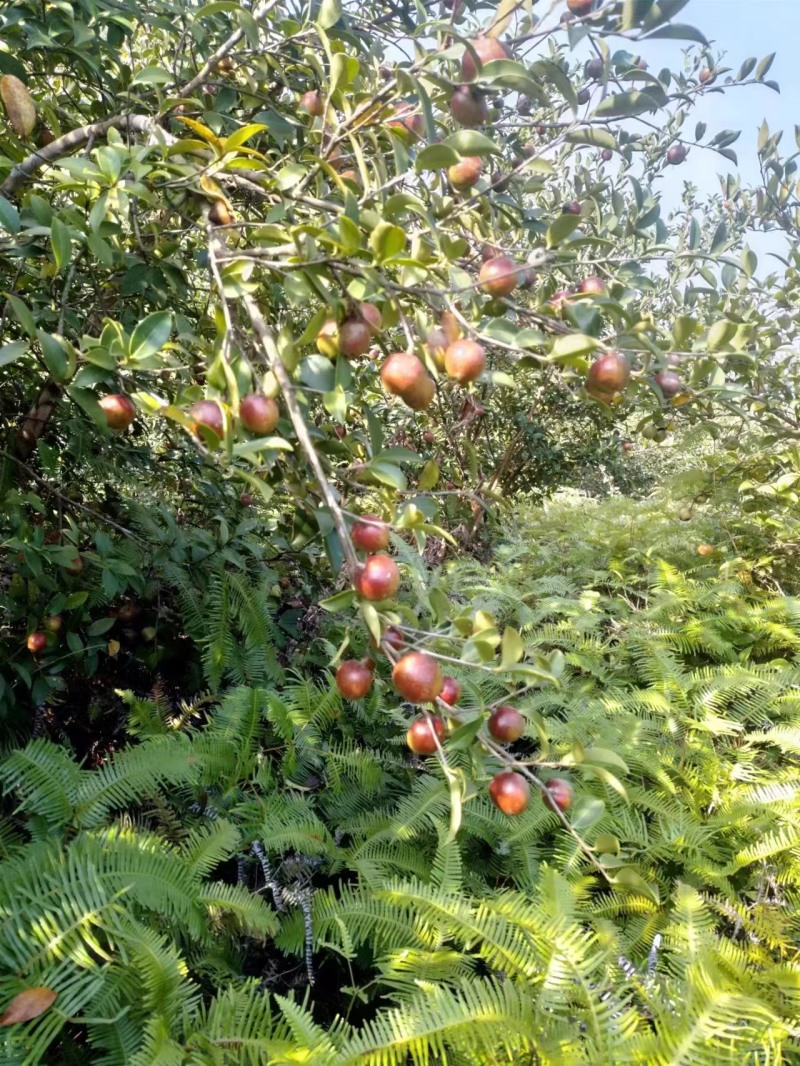 云南老品种山茶油果霜降后采摘量大货好价优全国可供