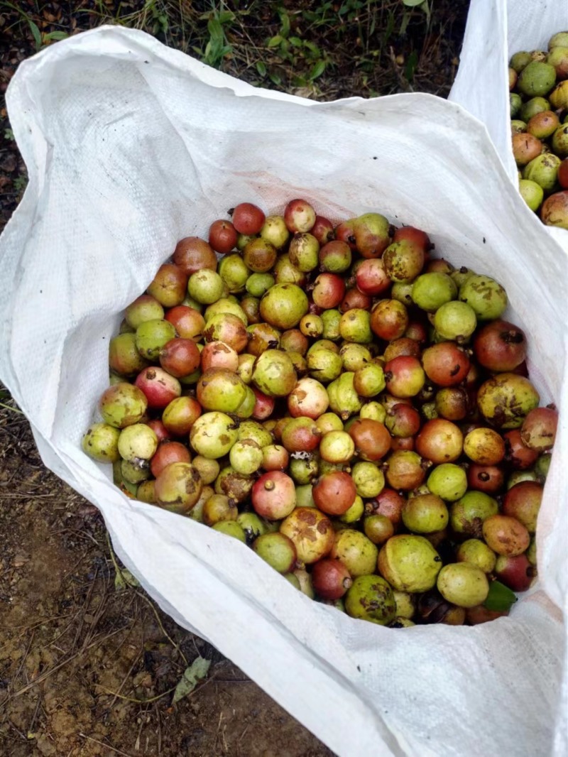 云南老品种山茶油果霜降后采摘量大货好价优全国可供