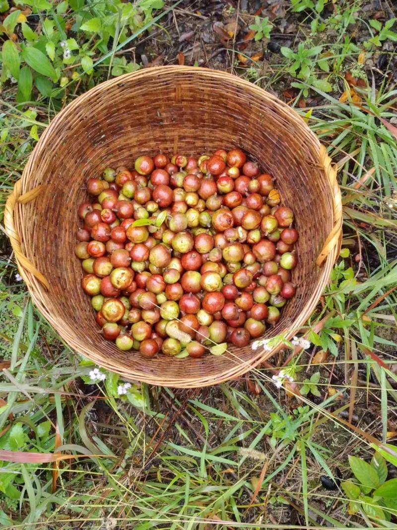 云南老品种山茶油果霜降后采摘量大货好价优全国可供