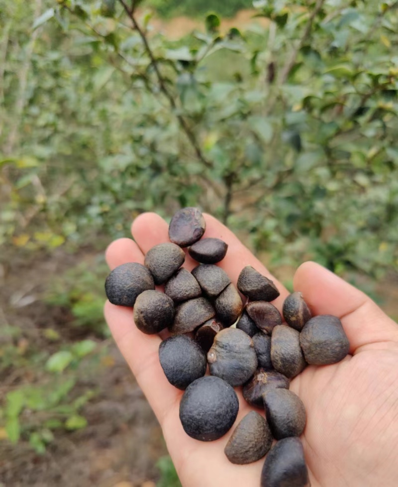 云南老品种山茶油果霜降后采摘量大货好价优全国可供