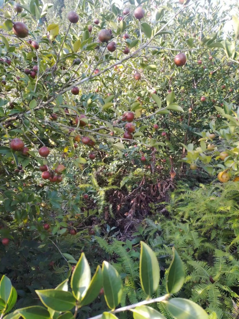 云南老品种山茶油果霜降后采摘量大货好价优全国可供