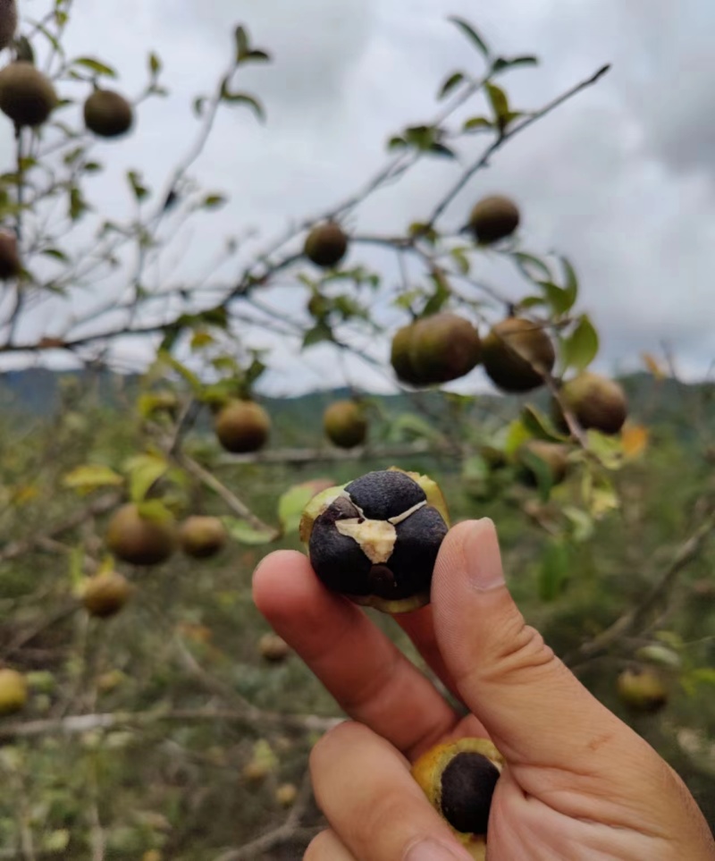 云南老品种山茶油果霜降后采摘量大货好价优全国可供