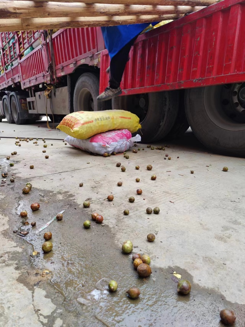 云南老品种山茶油果霜降后采摘量大货好价优全国可供