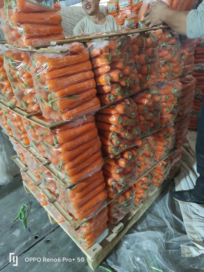 胡萝卜精品大红产地直发供应各大平台全国发货