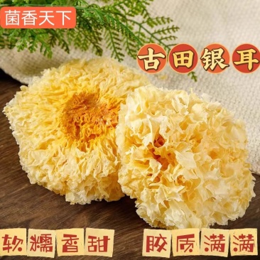 特产古田银耳干货100g包邮素燕窝色泽淡黄完整的蜜花雪耳