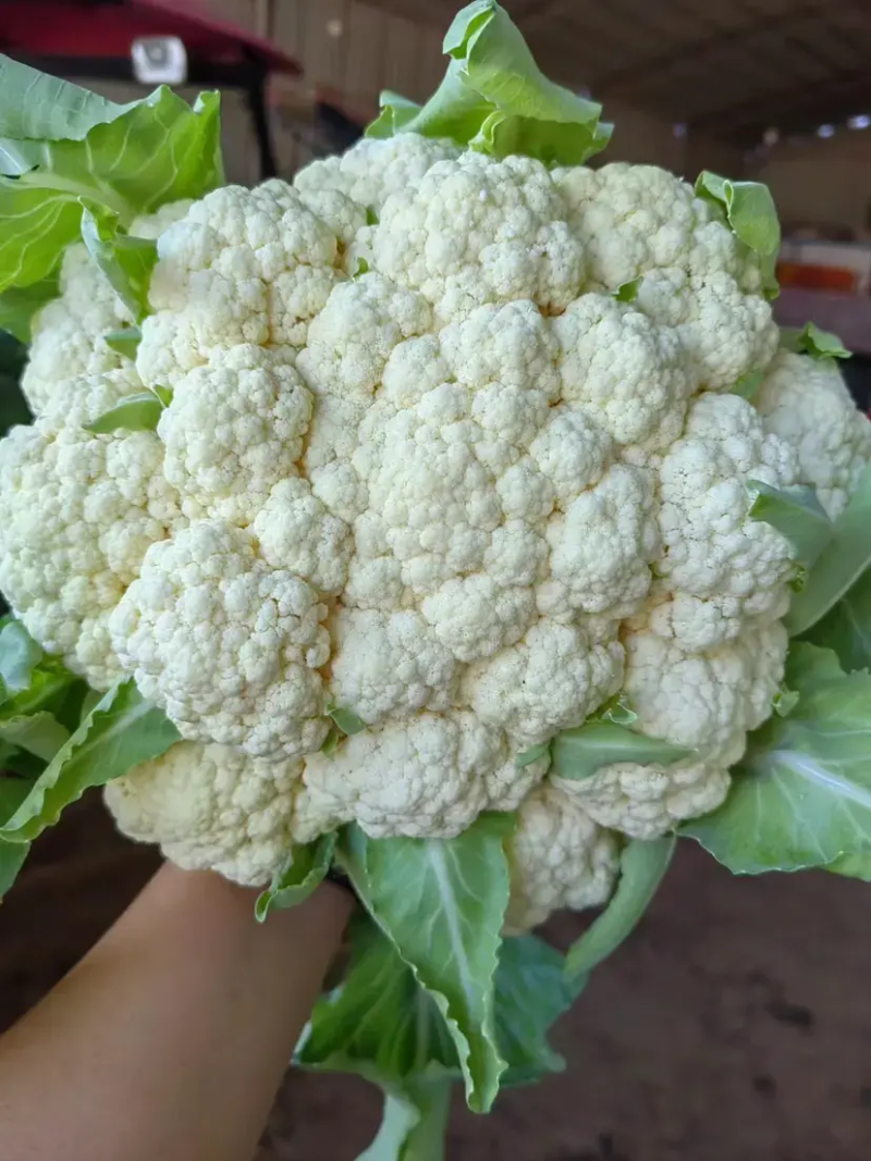 河北乐亭菜花，松花菜，有机花菜，品质保证，规格齐全现货先发