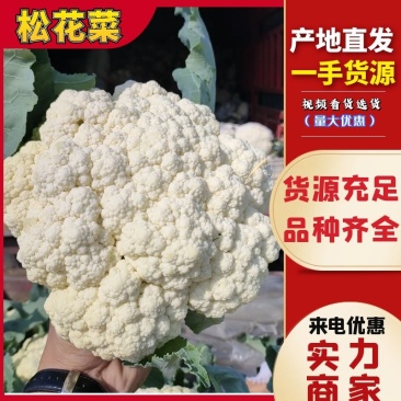 菜花安徽花菜白面青梗松花菜小米粒保质保量一手货源