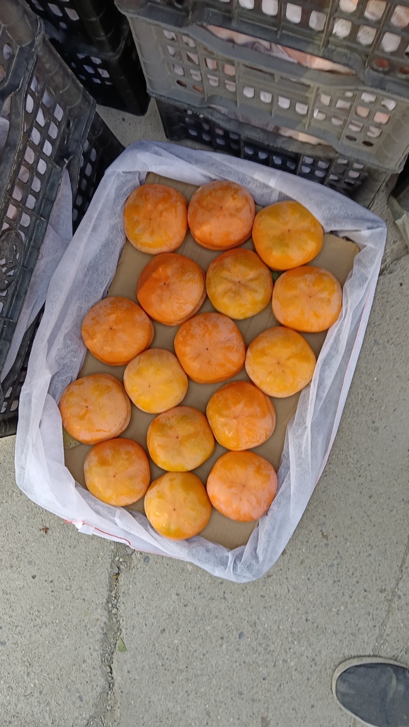 河北磨盘柿子现在已经大量上市中，可以加工脆柿和软柿子。