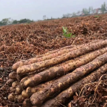 河南省灵宝市铁棍山药下脚料渣子货大量上市了视频看货