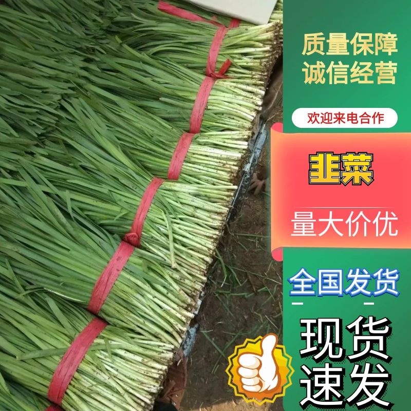 河北乐亭大叶韭菜量大价格美丽对接各大商超全国可发