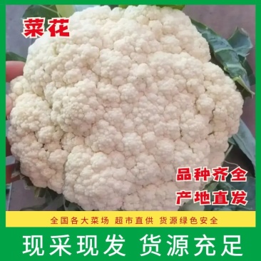 河北乐亭菜花，松花菜，有机花菜，品质保证，规格齐全现货先发