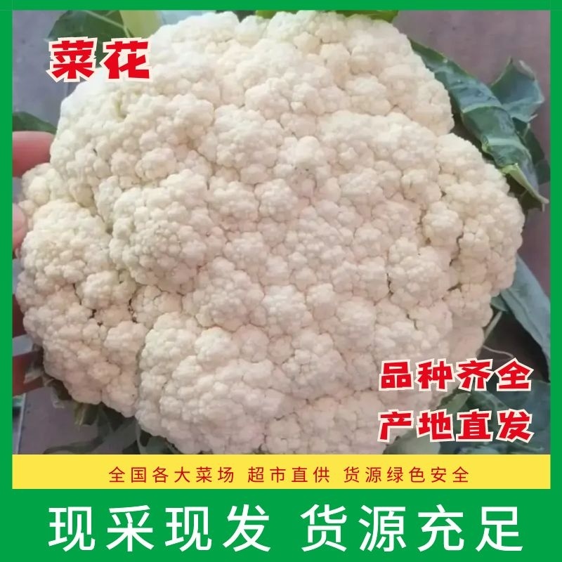 河北乐亭菜花，松花菜，有机花菜，品质保证，规格齐全现货先发
