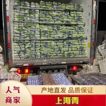 优质精品上海青大量上市产地直销，非常新鲜，欢迎采购