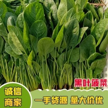 优质精品黑叶菠菜，散装捆装常年供货，全国发货，