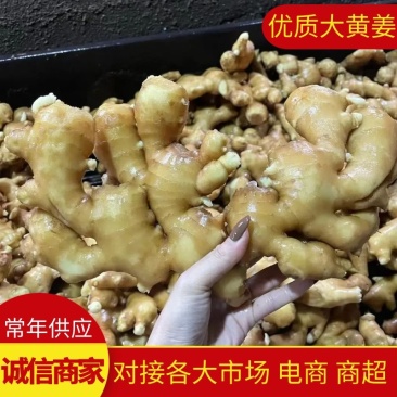 【生姜】河北大黄姜产地直发货源充足对接市场电商