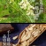 黄芪小片500g克甘肃农家采摘黄氏片中药材当归党参红枣枸