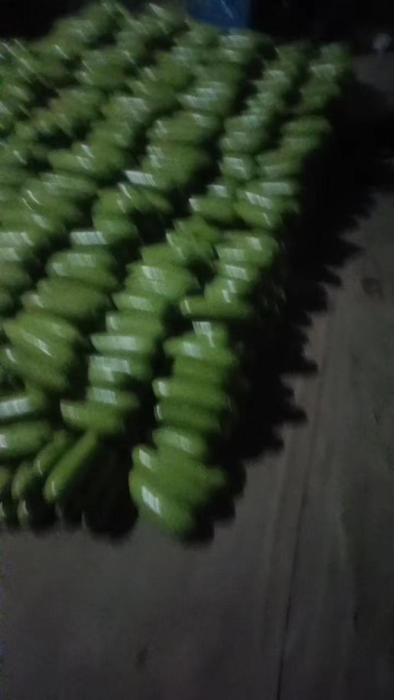 山东精品绿皮西葫芦产地直发大量供应中产地直发