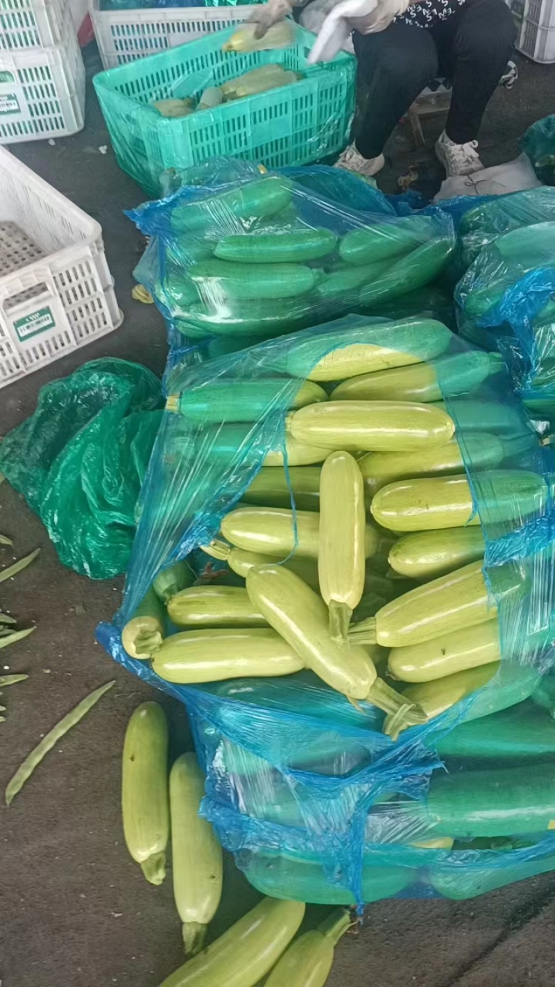山东精品绿皮西葫芦产地直发大量供应中产地直发