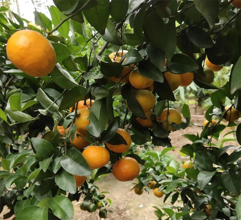 【热卖蜜橘】精品蜜橘果型好甜度高水分足量大产地直发