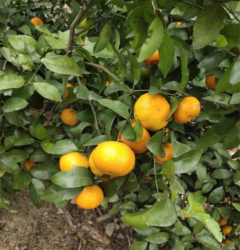 【热卖蜜橘】精品蜜橘果型好甜度高水分足量大产地直发