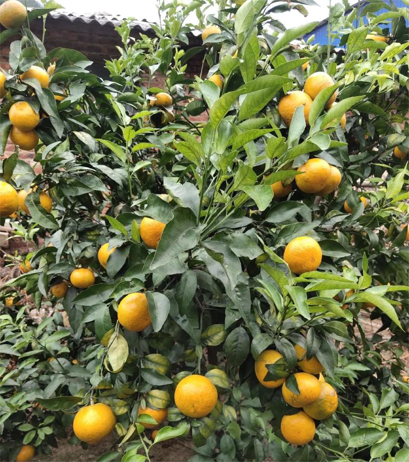 【热卖蜜橘】精品蜜橘果型好甜度高水分足量大产地直发