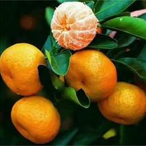 【热卖蜜橘】精品蜜橘果型好甜度高水分足量大产地直发