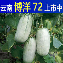 博洋72甜瓜云南香瓜博阳上市了，2024年春节上市