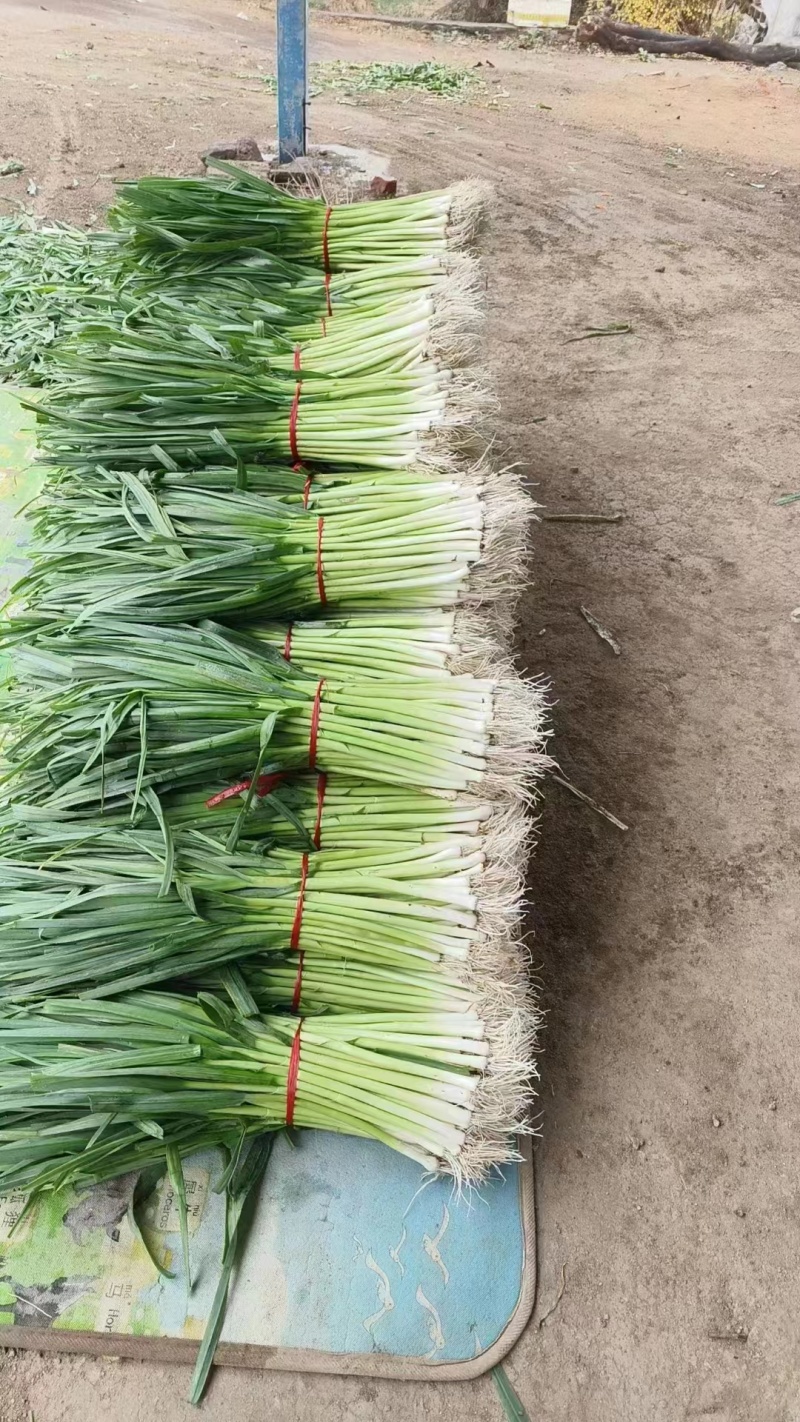 蒜苗白皮蒜红根蒜苗产地直销大量有货欢迎新老顾客前来采购