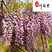 紫藤花卉苗木批发成都紫藤苗圃基地一手货源价格优惠