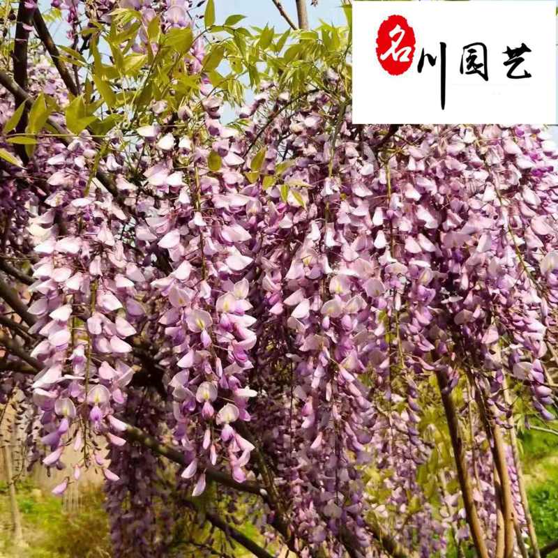 紫藤花卉苗木批发成都紫藤苗圃基地一手货源价格优惠