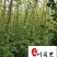 紫藤花卉苗木批发成都紫藤苗圃基地一手货源价格优惠