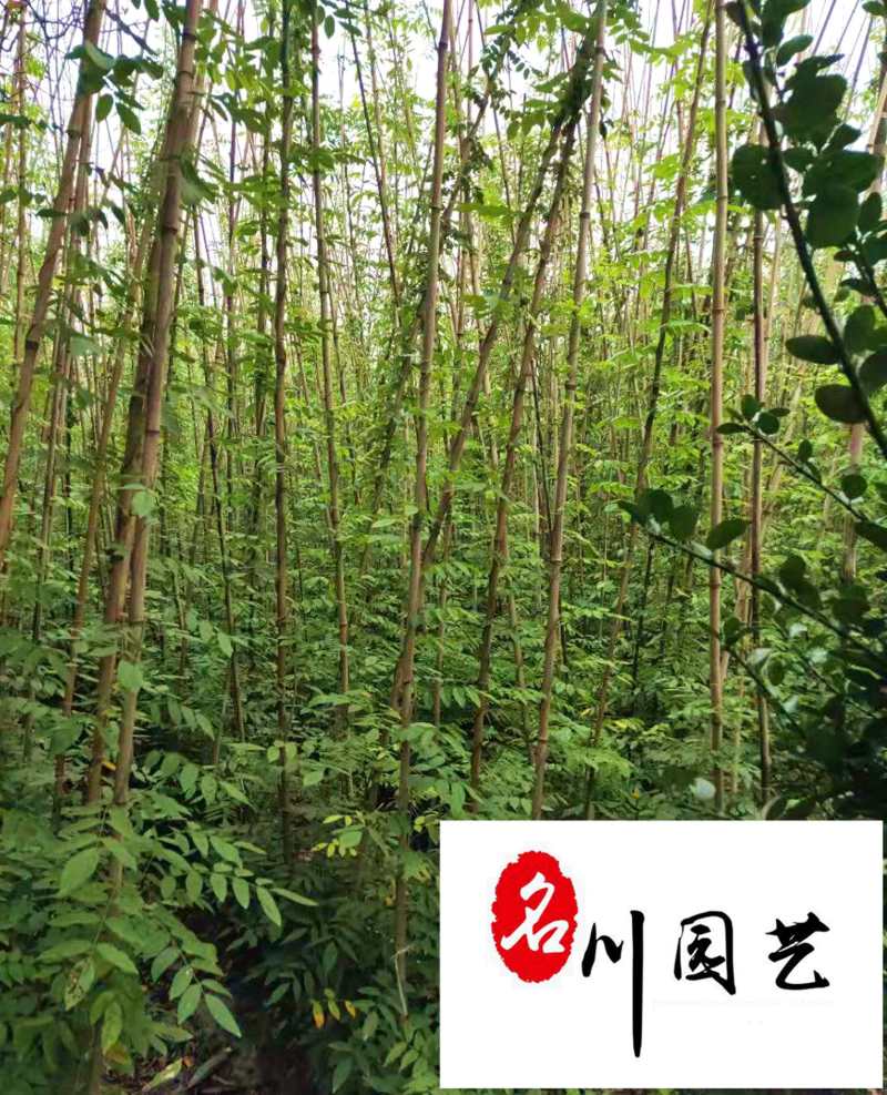 紫藤花卉苗木批发成都紫藤苗圃基地一手货源价格优惠